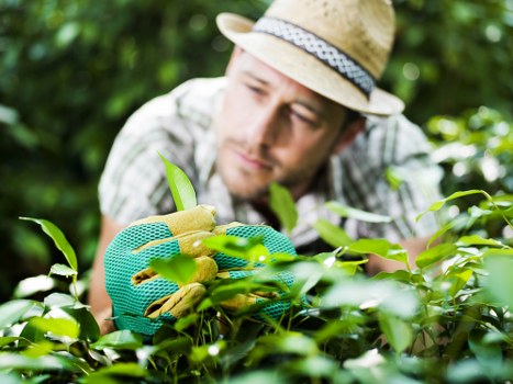 Seasonal lawn mowing work on a tidy Newington garden lawn