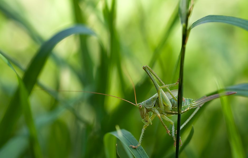 A close-up view of a green grasshopper perched on a tall, slender blade of grass in a lush garden. The grasshopper has a segmented body with a textured exoskeleton, long antennae extending forward, an