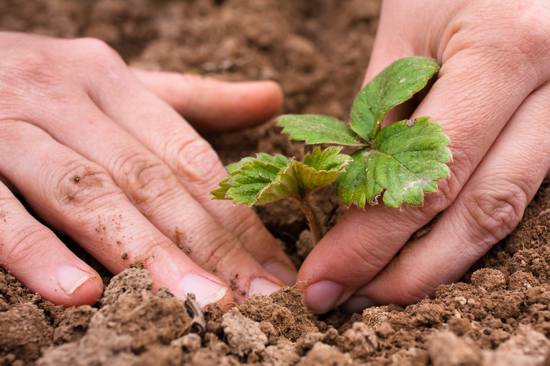 garden landscaping