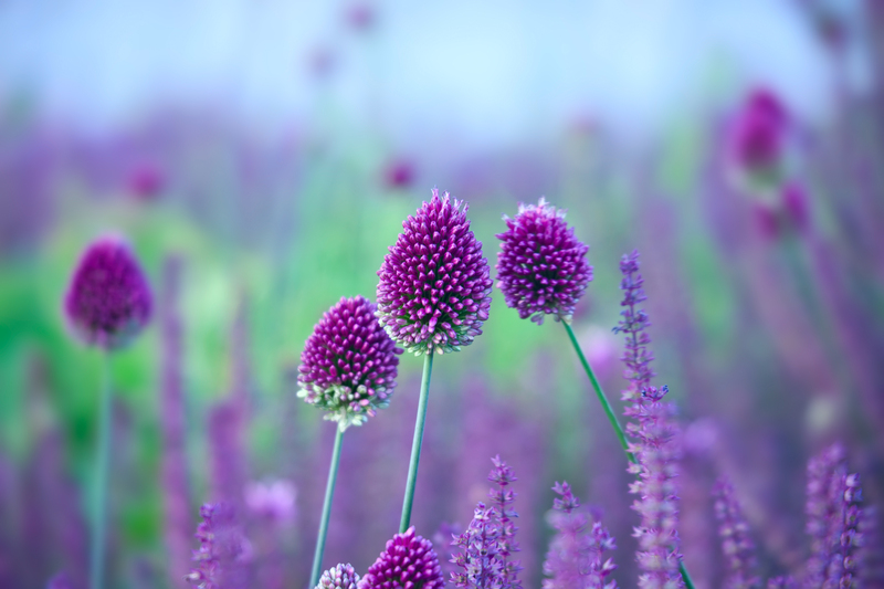 garden lawn